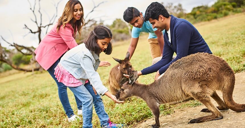 1 Day Kangaroo Island Tour - feeding kangaroos