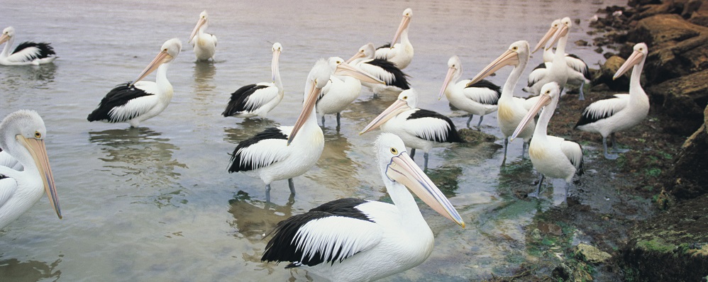 The Sea Birds of Kangaroo Island