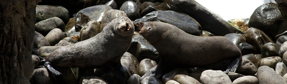New Zealand Fur Seals – Kangaroo Island’s Wonderful Wildlife