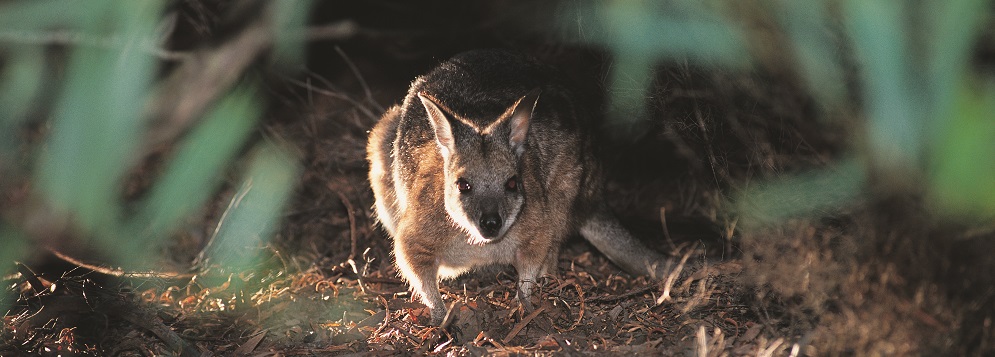 Getting to Know the Tammar Wallaby on Kangaroo Island