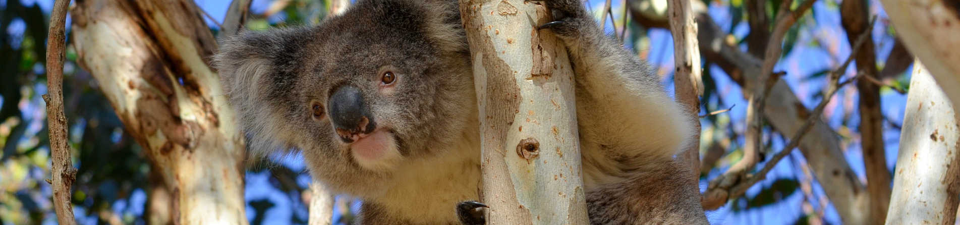 Are there Koalas on Kangaroo Island?