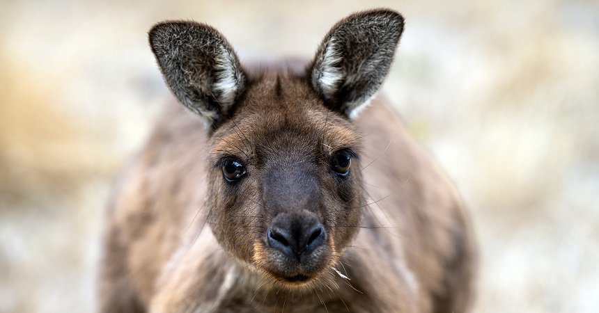 Kangaroo at Kangaroo Island