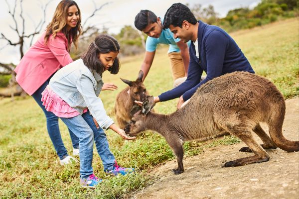 Family feeding kangaroos