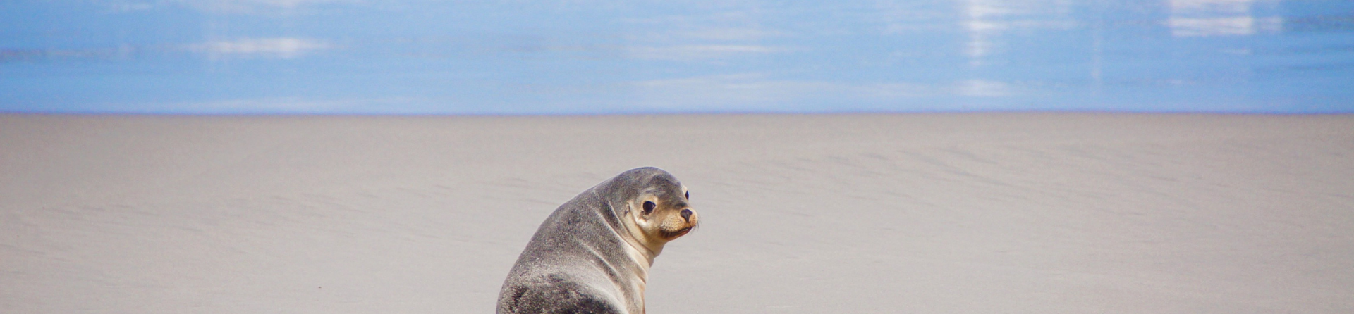 Is Seal Bay worth visiting?