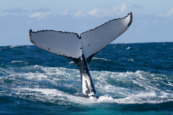Fleurieu Peninsula whale watching