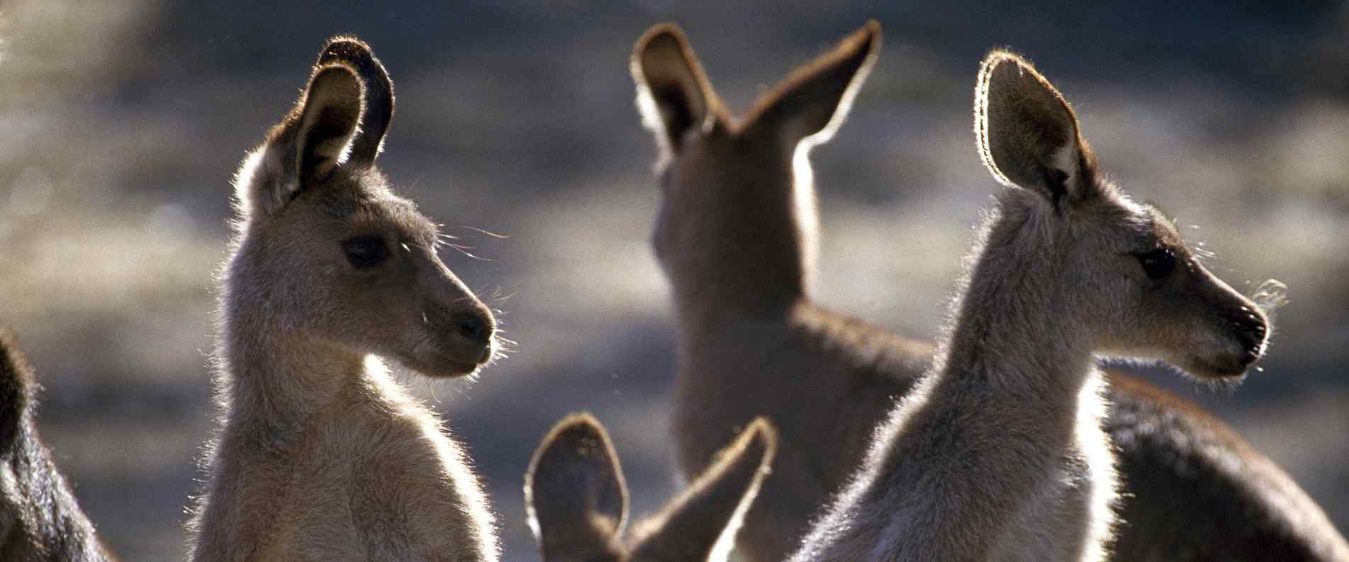 head shot of a group of Kangaroos