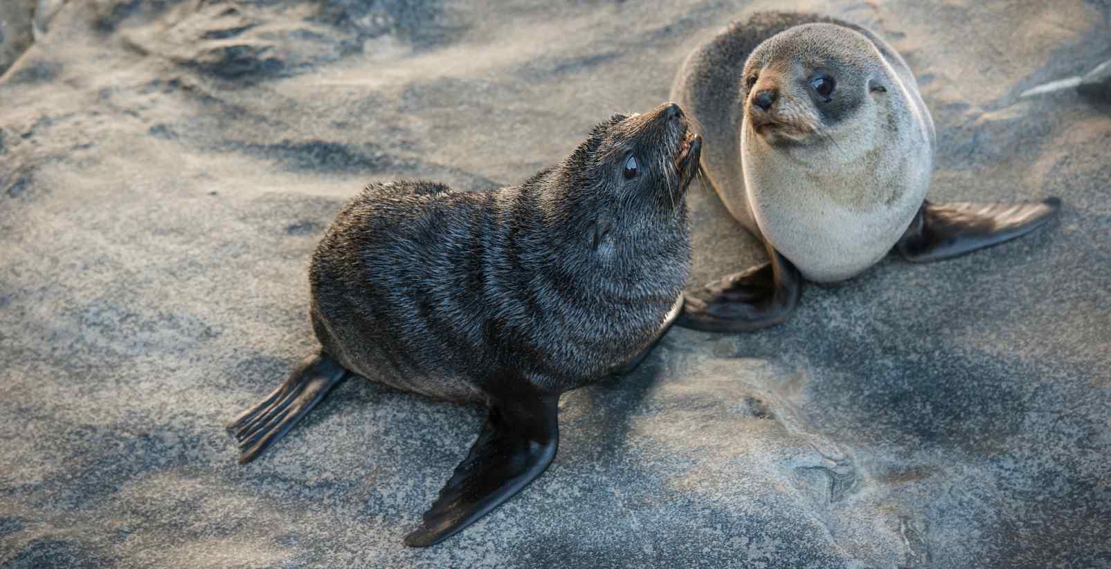 Fur Seals on Beach