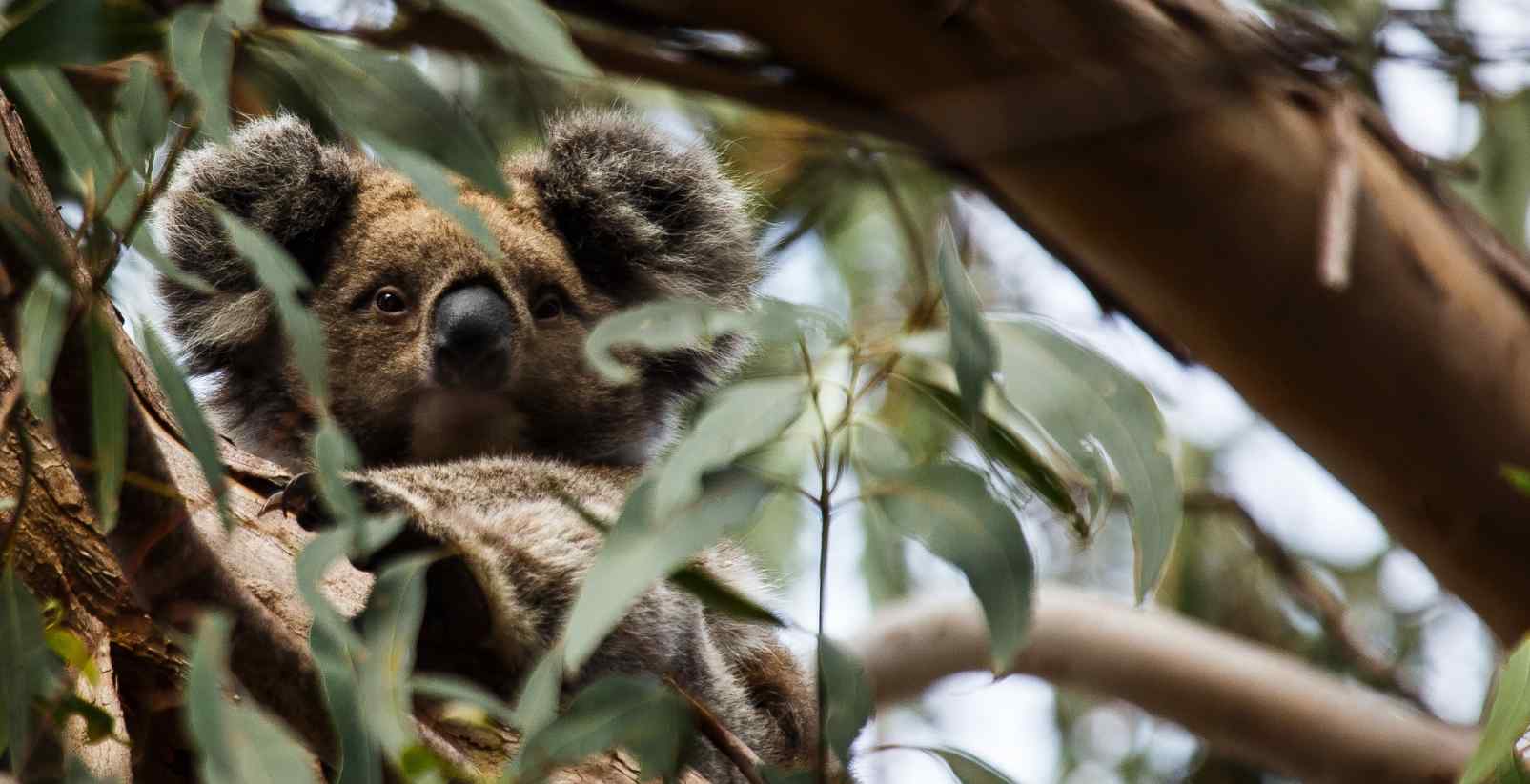 Koala in tree