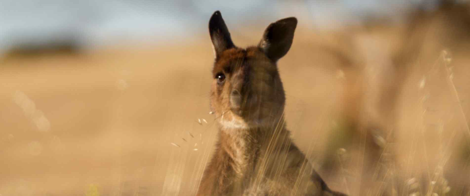 Kangaroo starring at Camara through long grass