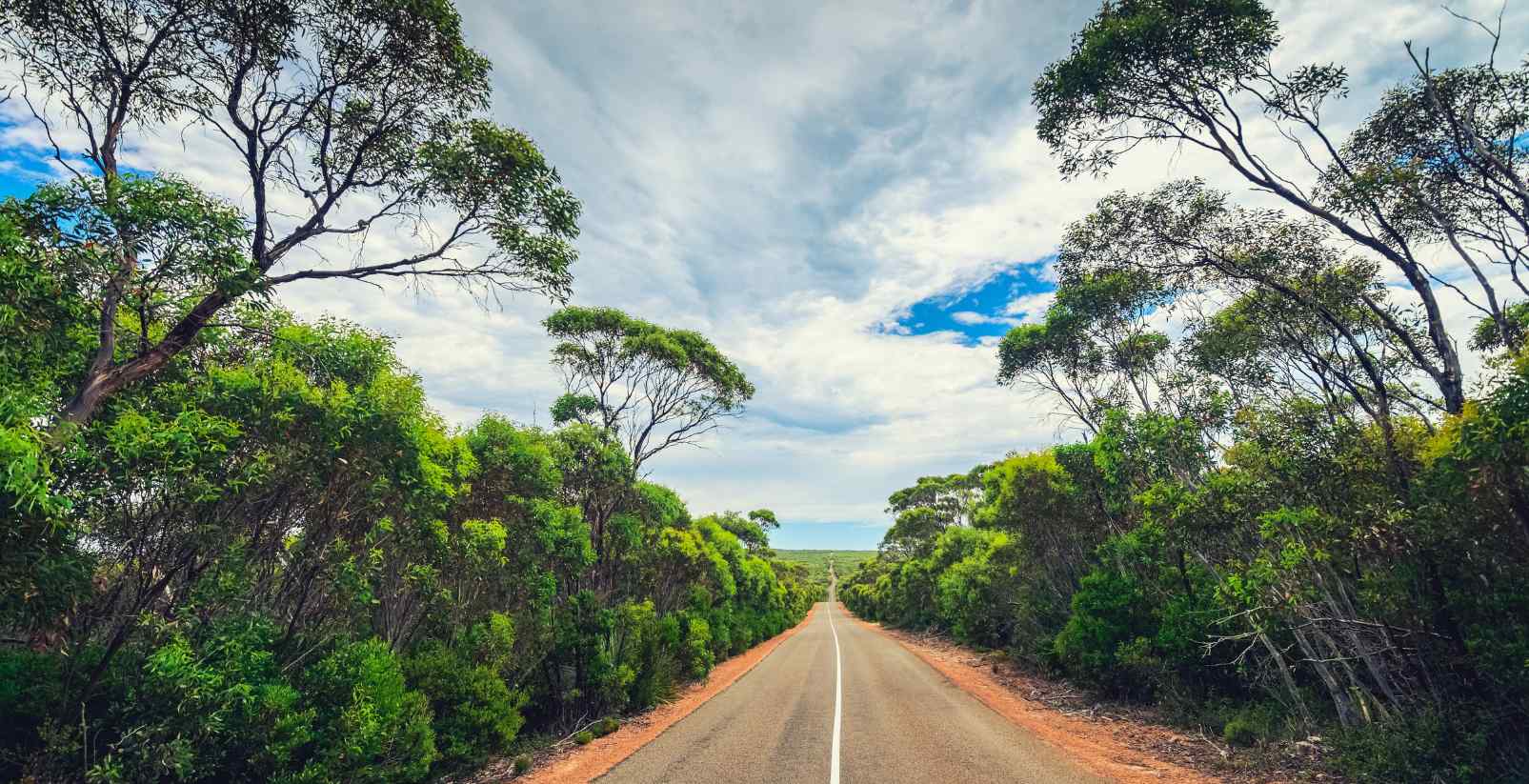 road with trees on either side