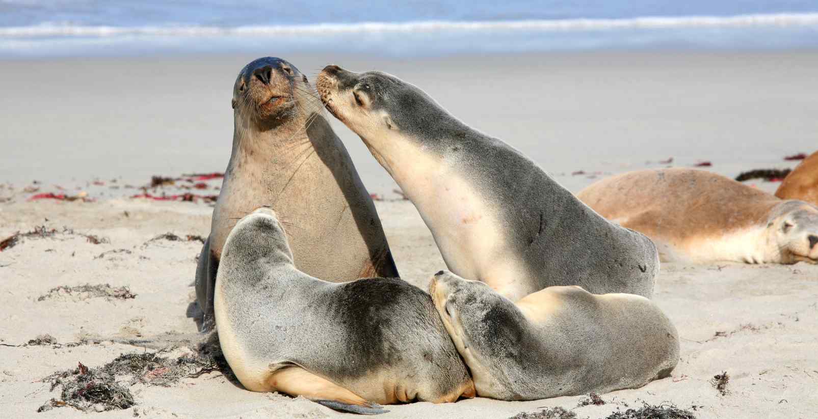 group of seals on beach
