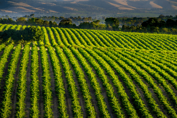 McLaren Vale Vineyards