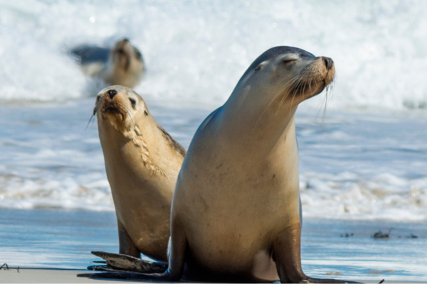 Seal Bay kangaroo island