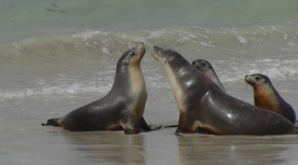 Australian Fur Seals