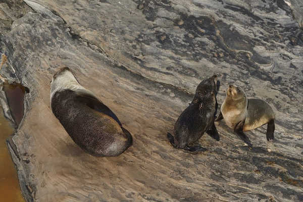 Australian Fur Seals