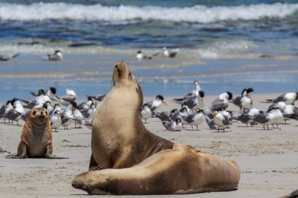 Australian Sea Lion