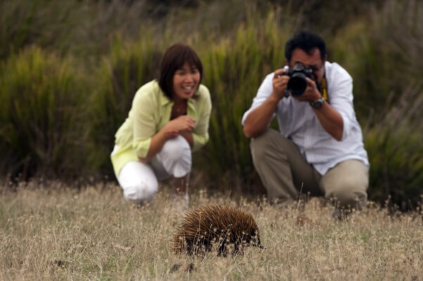 Echidna at Flinders Chase