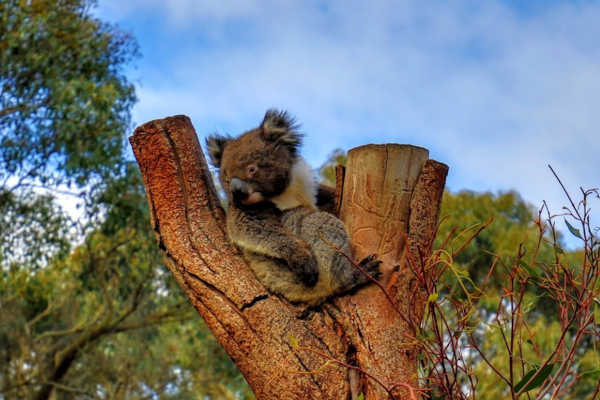 Kangaroo Island Wildlife Park
