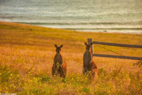 Kangaroo on the Kangaroo Island