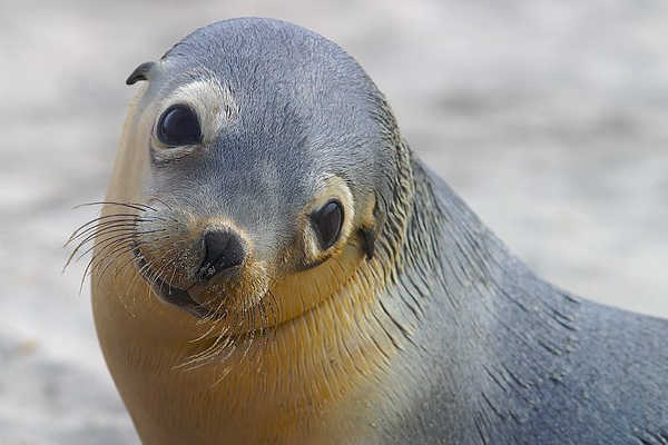 Sea Lion