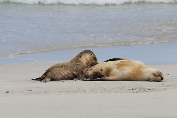 Seal Bay