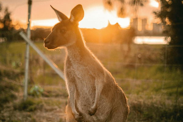 kangaroo with sunlight in the background on fraser island