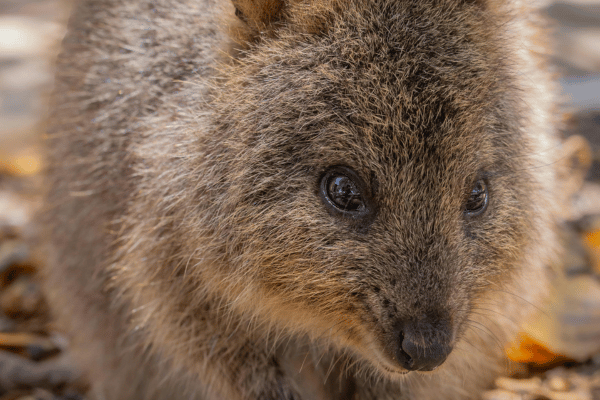 Quokka