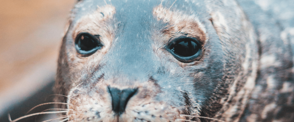 Seal face banner