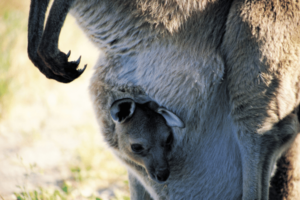 From jelly bean to joey: The life of a baby kangaroo